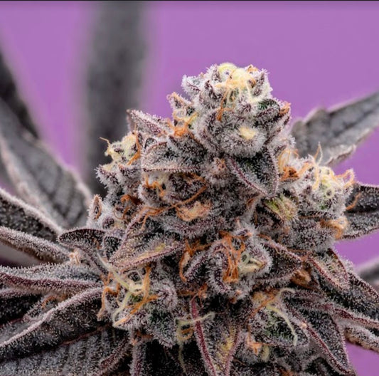 Highlighting Hispanic Heritage Month - 8 Cannabis Businesses and Professionals To Watch Right Now