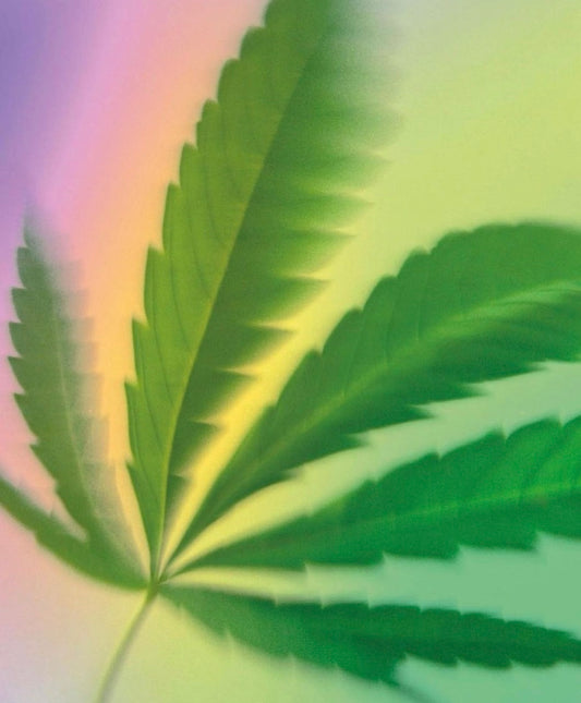 Show Your Pride By Supporting These LGBTQIA+ Owned Cannabis Businesses